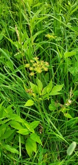 Zizia aurea