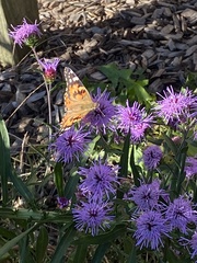 Vanessa cardui