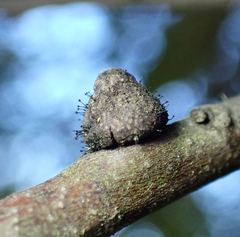 Disholandricus chrysolepidis