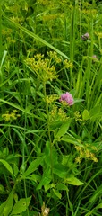 Zizia aurea