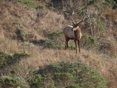 Cervus canadensis nannodes