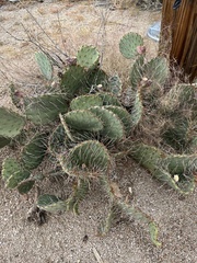 Opuntia gilvescens