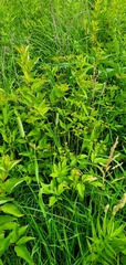 Zizia aurea