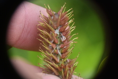 Salix pseudomonticola