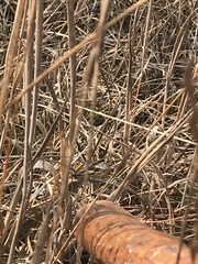 Thamnophis elegans terrestris