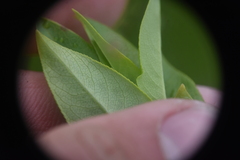 Salix pseudomonticola