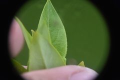 Salix pseudomonticola