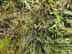 Pimelea spinescens spinescens