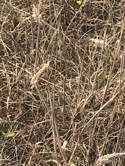 Thamnophis elegans terrestris