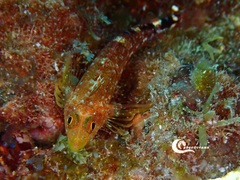 Tripterygion delaisi