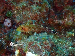 Tripterygion delaisi