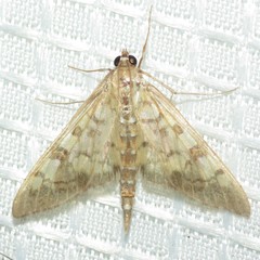Mimorista subcostalis