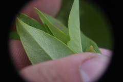Salix pseudomonticola