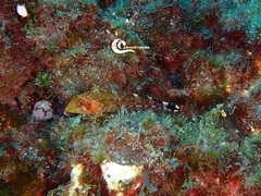 Tripterygion delaisi