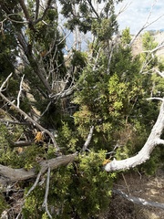 Juniperus monosperma