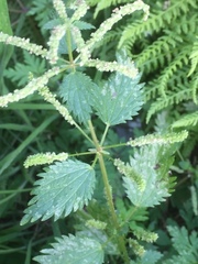 Urtica membranacea