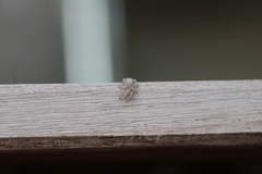Habronattus hirsutus
