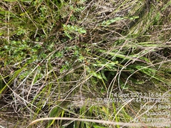 Pimelea spinescens spinescens