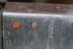 Habronattus hirsutus