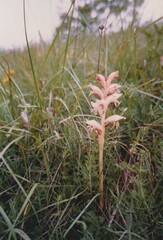 Orobanche caryophyllacea
