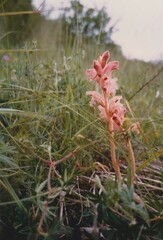 Orobanche caryophyllacea