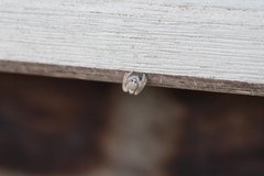 Habronattus hirsutus
