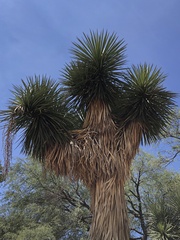 Yucca filifera