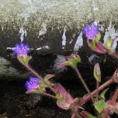 Arcot Cyanotis (Cyanotis arcotensis)
