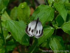 Pieris canidia