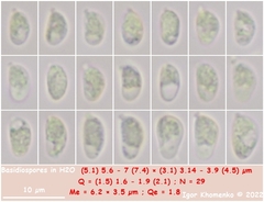 Clavaria atroumbrina