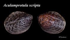 Aculamprotula scripta
