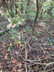 Fraxinus americana