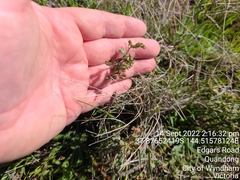 Pimelea spinescens spinescens