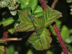 Enallagma carunculatum