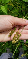 Carex bicknellii