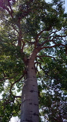 Brachychiton