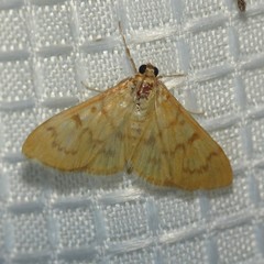 Psara dryalis