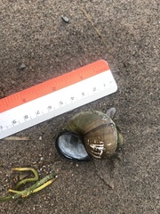 Cipangopaludina chinensis