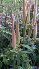 Asclepias tuberosa