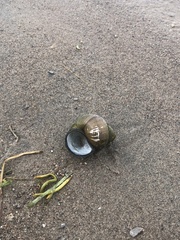 Cipangopaludina chinensis