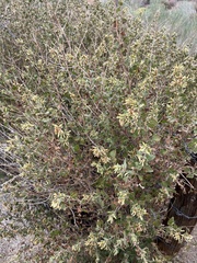 Brickellia californica