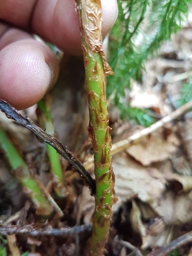 spreading wood fern