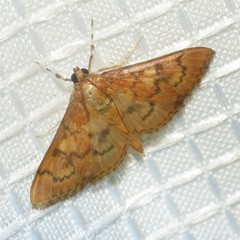 Psara dryalis
