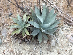 Agave albescens