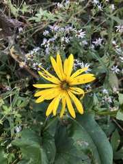 Silphium perfoliatum