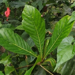 Elaeocarpus tuberculatus