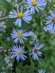 Symphyotrichum puniceum