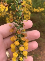 Acacia
