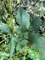 Silphium perfoliatum