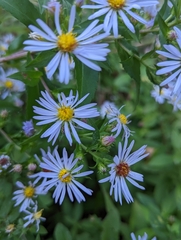 Symphyotrichum puniceum